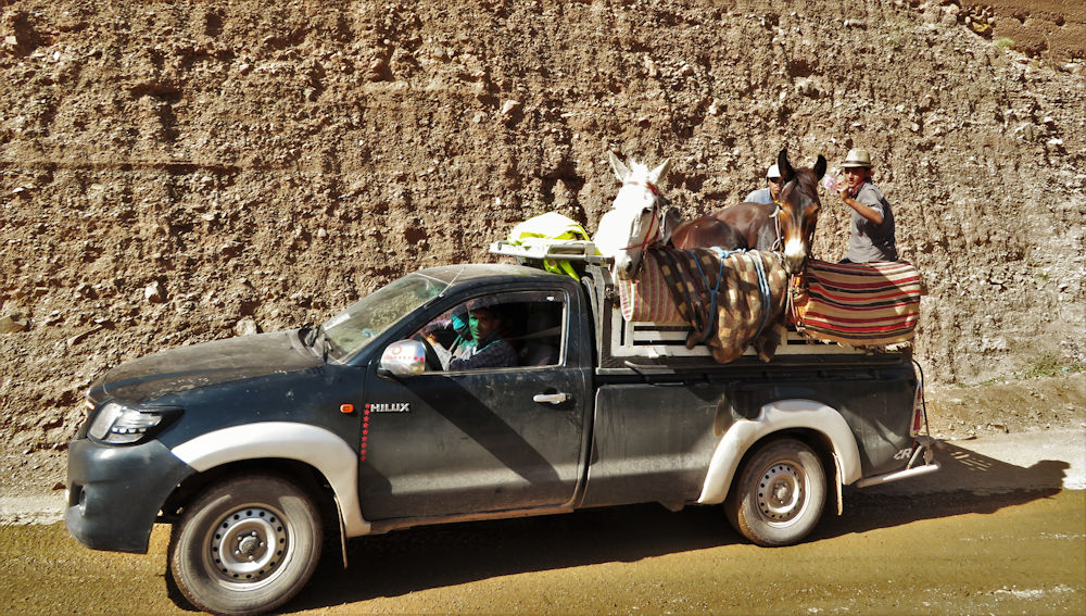 The modern way of moving mules and kit?